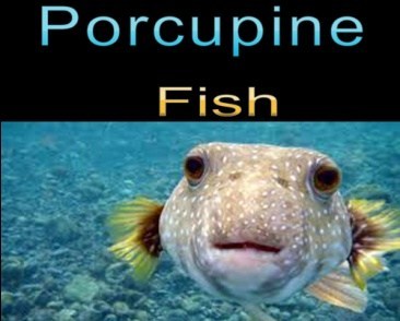 Porcupine fish sea animal