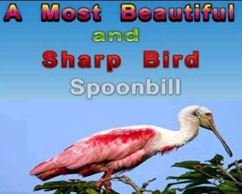 Bird Spoonbill