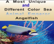 Sea Animal Emperor Angelfish