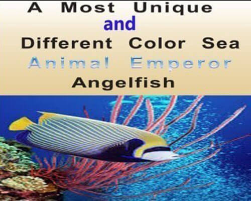 Sea Animal Emperor Angelfish